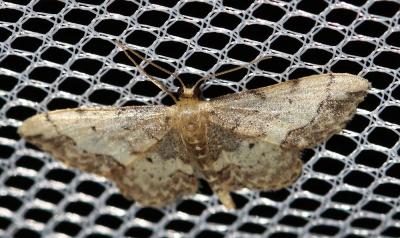 Acidalie purpurine (L') Idaea ostrinaria (Hübner, 1813)