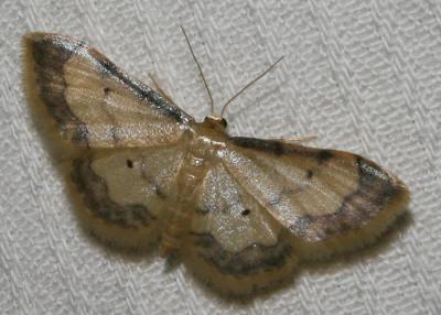 Acidalie glacée (L') , Acidalie luisante (L') Idaea politaria (Hübner, 1799)