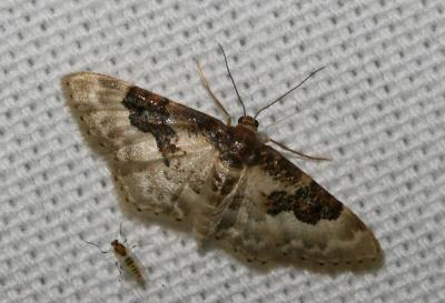 Acidalie campagnarde (L'), Acidalie des ibères (L' Idaea rusticata (Denis & Schiffermüller, 1775)