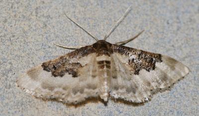 Acidalie campagnarde (L'), Acidalie des ibères (L' Idaea rusticata (Denis & Schiffermüller, 1775)