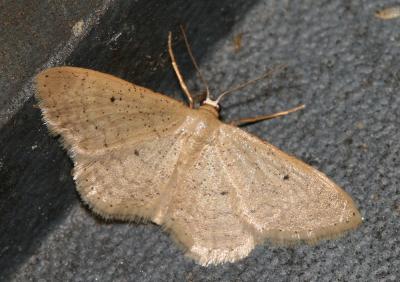 Acidalie obsolète (L') Idaea obsoletaria (Rambur, 1833)