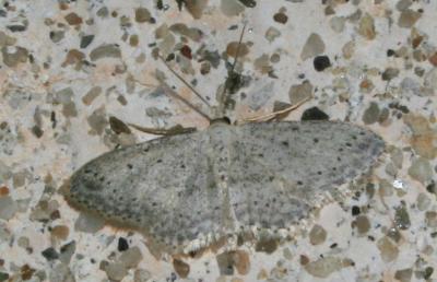 Vieillie (La) , Voisine (La) Idaea seriata (Schrank, 1802)