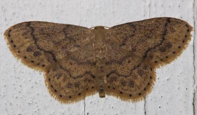 Acidalie suffusée (L') Idaea subsaturata (Guenée, 1858)