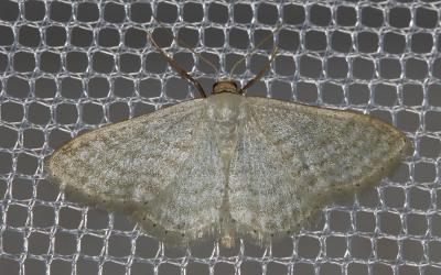 Acidalie blanchâtre (L') Idaea subsericeata (Haworth, 1809)