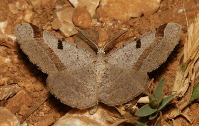 Fidonie du Nerprun (La) Itame vincularia (Hübner, 1813)