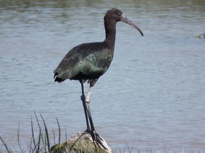 Ibis falcinelle Plegadis falcinellus (Linnaeus, 1766)