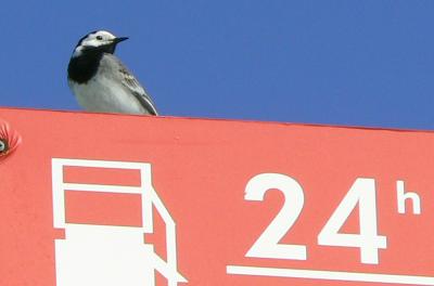 Bergeronnette grise Motacilla alba Linnaeus, 1758