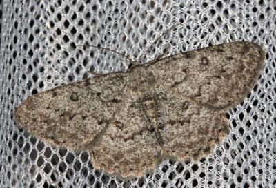 Gnophos ambiguë (La), Gnophos incertaine (La) Charissa ambiguata (Duponchel, 1830)