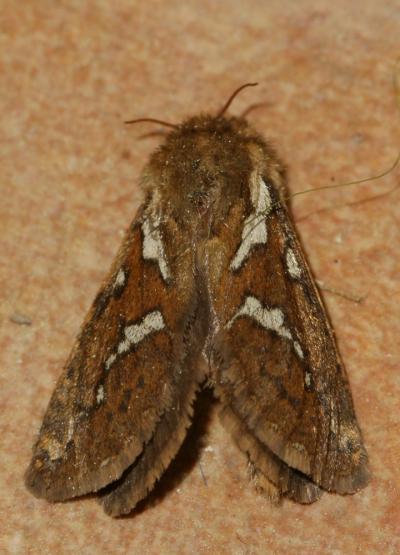 Louvette (La) Korscheltellus lupulinus (Linnaeus, 1758)