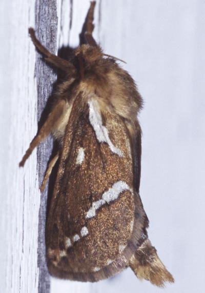 Louvette (La) Korscheltellus lupulinus (Linnaeus, 1758)