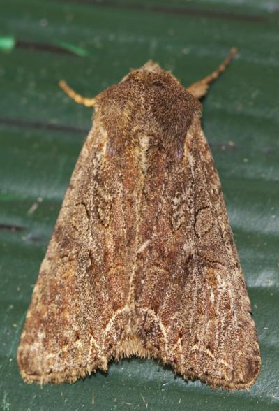 Noctuelle des Potagers (La) Lacanobia oleracea (Linnaeus, 1758)