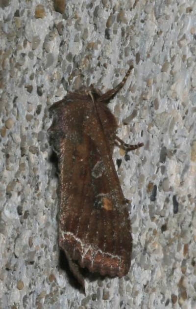 Noctuelle des Potagers (La) Lacanobia oleracea (Linnaeus, 1758)