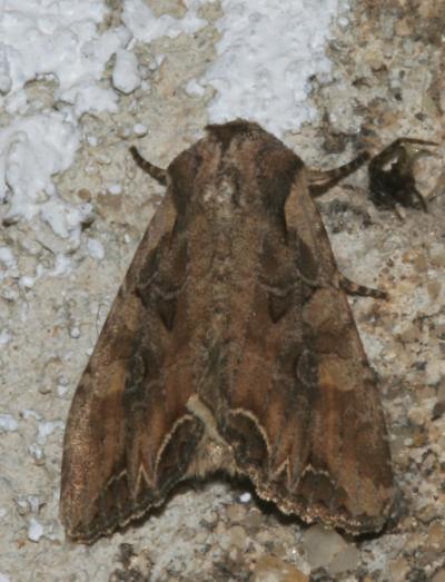 Noctuelle enfumée (La) Lacanobia suasa (Denis & Schiffermüller, 1775)