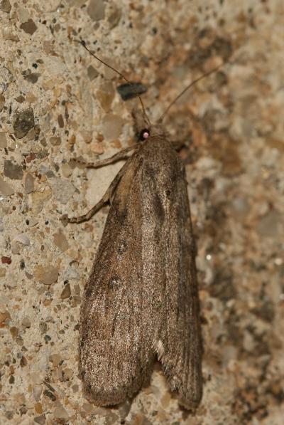  Lamoria anella (Denis & Schiffermüller, 1775)