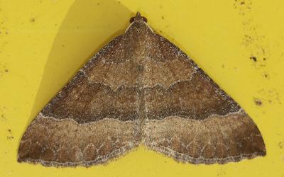 Larentie cloutée (La) Larentia clavaria (Haworth, 1809)
