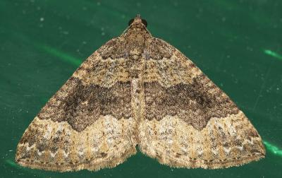 Larentie des Mauves (La) Larentia malvata (Rambur, 1833)