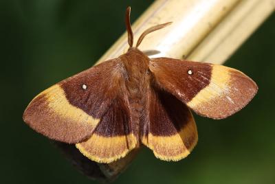 Bombyx du Chêne (Le), Minime à bandes jaunes (Le) Lasiocampa quercus (Linnaeus, 1758)