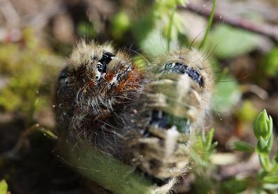 Bombyx du Chêne (Le), Minime à bandes jaunes (Le) Lasiocampa quercus (Linnaeus, 1758)