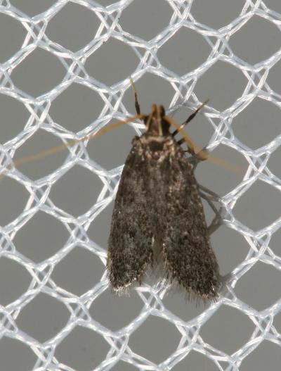  Lecithocera nigrana (Duponchel, 1836)