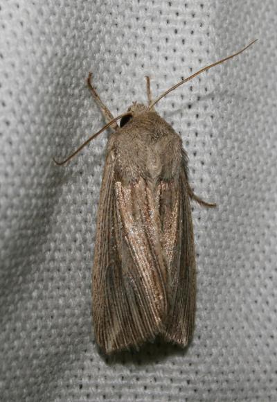 Comma blanc (Le) Leucania comma (Linnaeus, 1760)