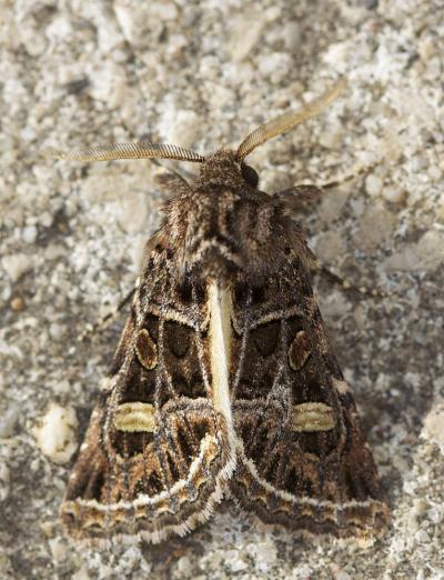 Noctuelle marquetée (La) Leucochlaena oditis (Hübner, 1822)