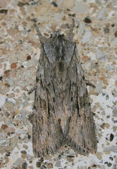 Xyline du Cyprès (La) Lithophane leautieri (Boisduval, 1829)