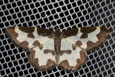 Bordure entrecoupée (La), Marginée (La) Lomaspilis marginata (Linnaeus, 1758)