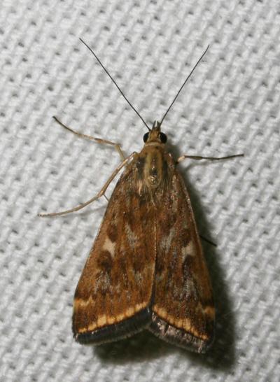  Loxostege sticticalis (Linnaeus, 1760)