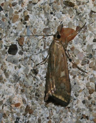  Loxostege sticticalis (Linnaeus, 1760)
