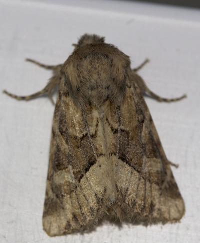 Noctuelle de Duméril (La) Luperina dumerilii (Duponchel, 1826)