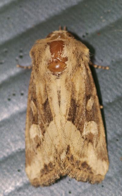 Noctuelle de Duméril (La) Luperina dumerilii (Duponchel, 1826)