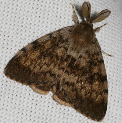 Disparate (Le), Spongieuse (La), Zigzag (Le) Lymantria dispar (Linnaeus, 1758)