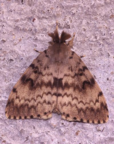 Disparate (Le), Spongieuse (La), Zigzag (Le) Lymantria dispar (Linnaeus, 1758)