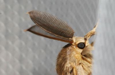 Disparate (Le), Spongieuse (La), Zigzag (Le) Lymantria dispar (Linnaeus, 1758)
