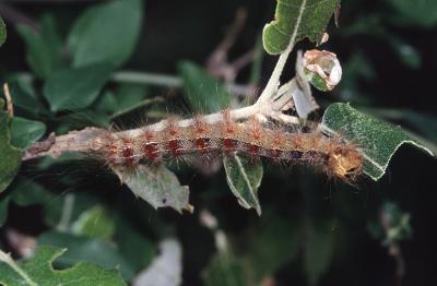 Disparate (Le), Spongieuse (La), Zigzag (Le) Lymantria dispar (Linnaeus, 1758)