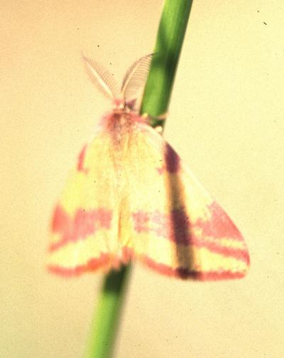 Ensanglantée de l'Oseille (L') Lythria cruentaria (Hufnagel, 1767)