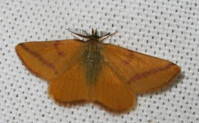 Ensanglantée des Renouées (La) Lythria purpuraria (Linnaeus, 1758)