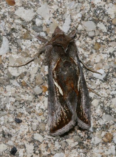 Goutte d'Argent (La) Macdunnoughia confusa (Stephens, 1850)