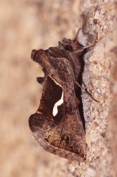 Goutte d'Argent (La) Macdunnoughia confusa (Stephens, 1850)