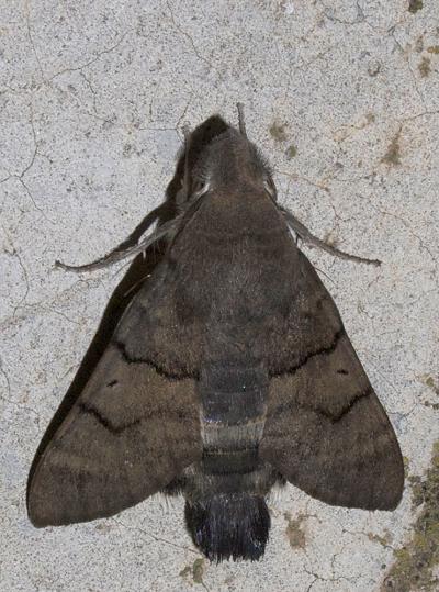 Moro-Sphinx (Le), Sphinx du Caille-Lait (Le) Macroglossum stellatarum (Linnaeus, 1758)