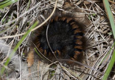 Bombyx de la Ronce (Le), Polyphage (La) Macrothylacia rubi (Linnaeus, 1758)