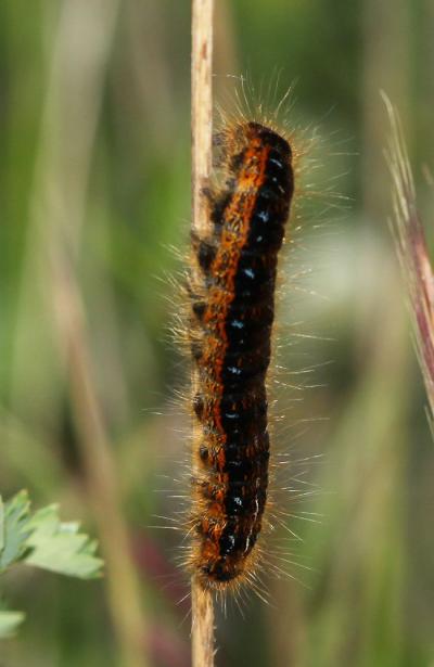 Franconienne (La) Malacosoma franconicum (Denis & Schiffermüller, 1775)