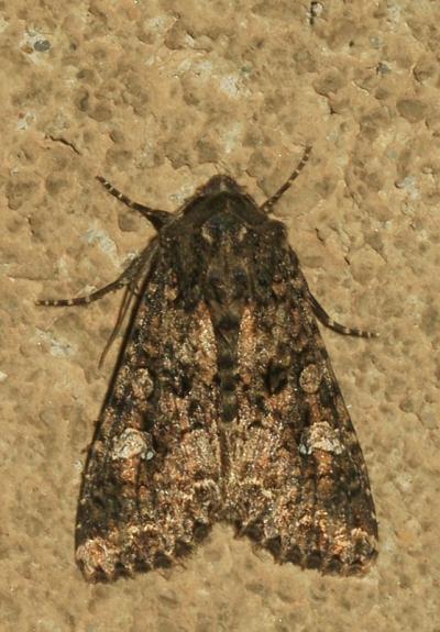 Brassicaire (La) Mamestra brassicae (Linnaeus, 1758)