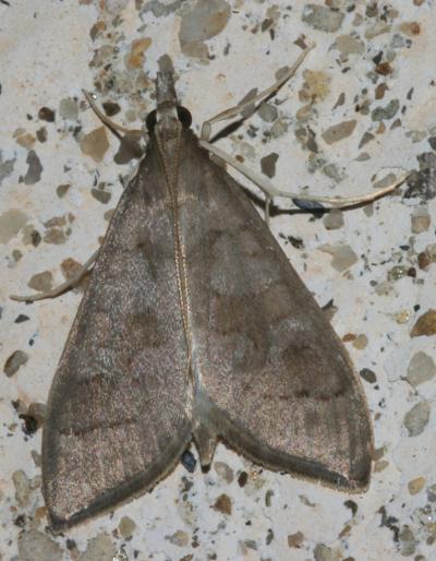  Mecyna asinalis (Hübner, 1819)
