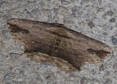 Boarmie pétrifiée (La) Menophra abruptaria (Thunberg, 1792)