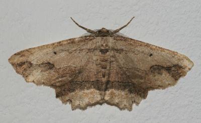 Boarmie pétrifiée (La) Menophra abruptaria (Thunberg, 1792)