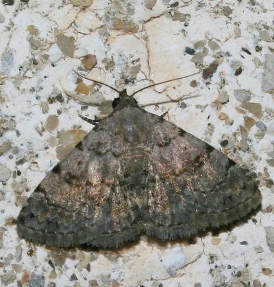 Anthophile prompte (L') Metachrostis velox (Hübner, 1813)