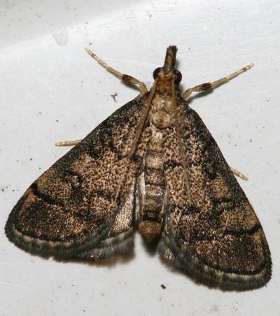  Metasia cuencalis Ragonot, 1894
