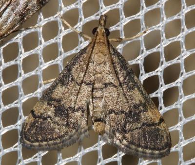  Metasia cuencalis Ragonot, 1894