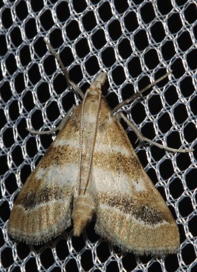  Metasia suppandalis (Hübner, 1823)